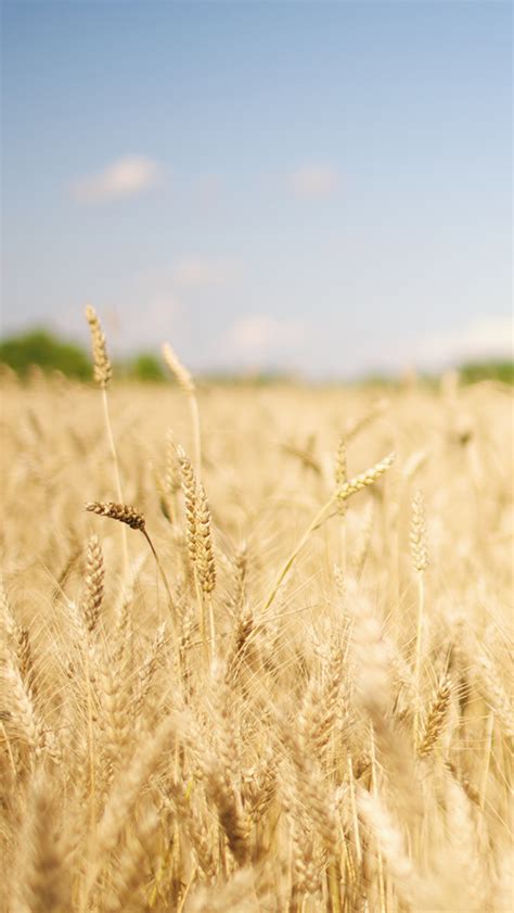 Nature Wheat Corp Field Iphone Wallpapers Free Download