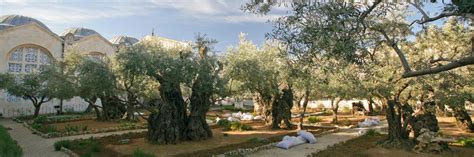 Informationen und hintergründe zum thema garten gethsemane +++ top angebote für bezirk jerusalem +++ hunderte hotels & unterkünfte in der nähe +++ expedia.de. Land der Bibel