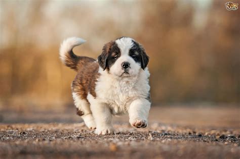 To see what an original golden retriever looked like one just needs to look at pictures of famous and champion golden retrievers from 60 years ago (i have several. Saint Bernard Dog Breed Information, Buying Advice, Photos and Facts | Pets4Homes