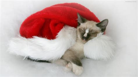 Free Download Free Christmas Cats Wallpapers Download Toptenpackcom