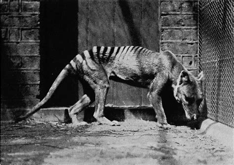 The Last Known Photographs Of The Now Extinct Thylacine Known As The