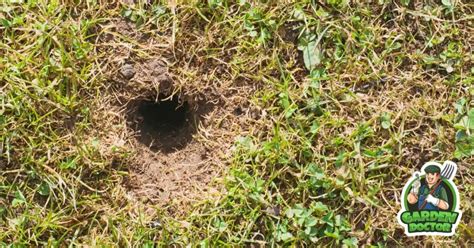 What Is Digging Holes In My Lawn At Night Uk Garden Doctor