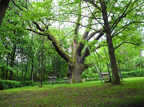 There are three older oaks in poland, though none so famous as bartek. Moto wycieczki 125cc: Zagnańsk-"Dąb Bartek" i Nagłowice