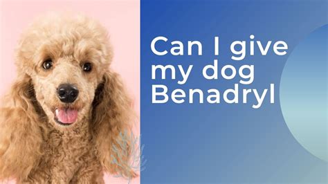 Don't ever give liquid benadryl. Can I give my dog Benadryl - Zoological World