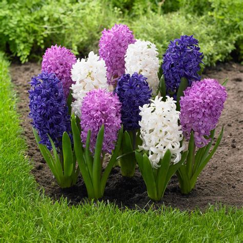 Attracts butterflies and hummingbirds ( 39 ) deer resistant ( 53 ) good as cut flowers ( 66 ) good for indoor forcing ( 20 ) grows well in containers ( 55 ) naturalizing. Longfield Gardens Hyacinth Summer Moon Bulbs (15-Pack ...