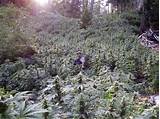 Photos of Growing Marijuana In California
