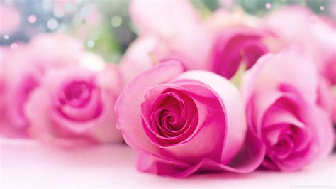 Pink Rose Flowers Images Hd Wallpapers Best Flower Site