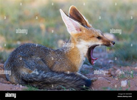 Cape Fox Vulpes Chama Lying At Its Burrow In The Late Evening