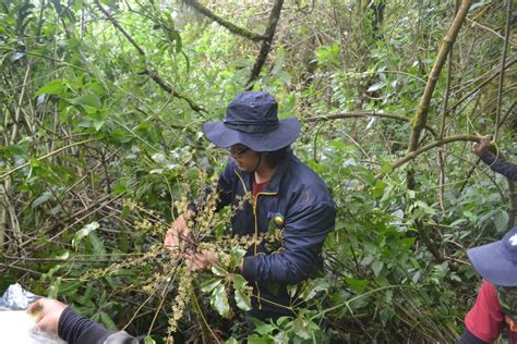 Mengenal Flora Gunung Kembang Astronia Spectabilis Himaba Fkt Ugm