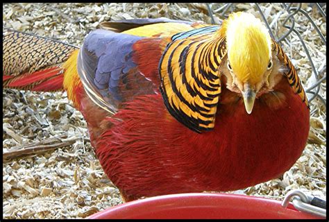 Red Golden Pheasant Seen At The Columbia County Fair Magn Flickr