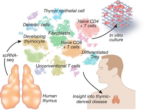 Off The Beaten Track Defining The Developmental Path Of T Cells