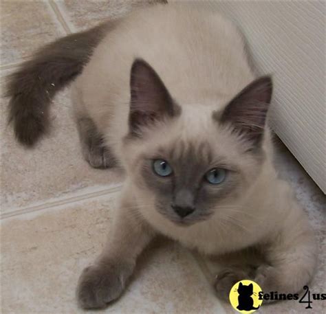 Purchasing a quality rising sun kitten ~ our kittens for sale are vet checked,vaccinated, wormed, tica registered & come with a minnesota board of animal health certificate ~ courier service available ~. 2tonecat.com Picture 2 | Pretty cats, Balinese cat, Kitten ...