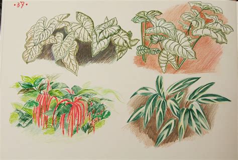 Almost files can be used for commercial. Illustration Design: Sketching Tropical plants in ...