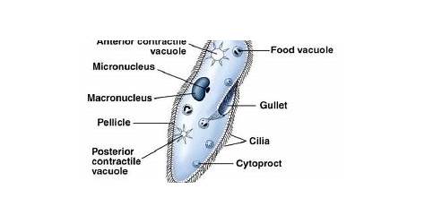 Labeled Paramecium Diagram