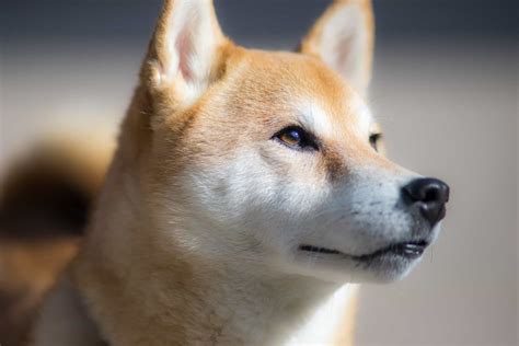A Dog That Looks Like A Large Shiba Inu