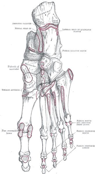 Grouped or described) as the axial skeleton and the appendicular skeleton. Dem Bones, Dem Dry Bones Quiz | 10 Questions