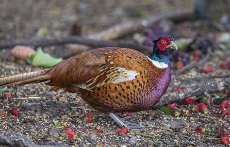 Pheasants For Sale Australia Drawing Attention Newsletter Photo