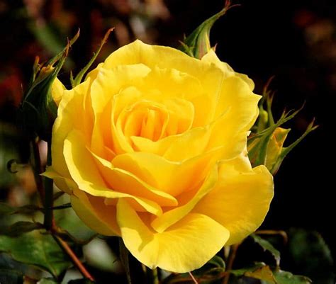 Cuál Es El Significado De Las Rosas Amarillas Jardineria On