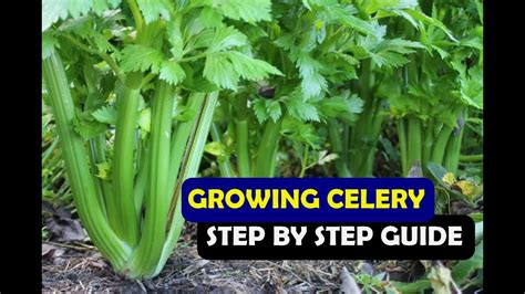 How To Grow Celery From Seed At Home A Complete Step By Step Guide