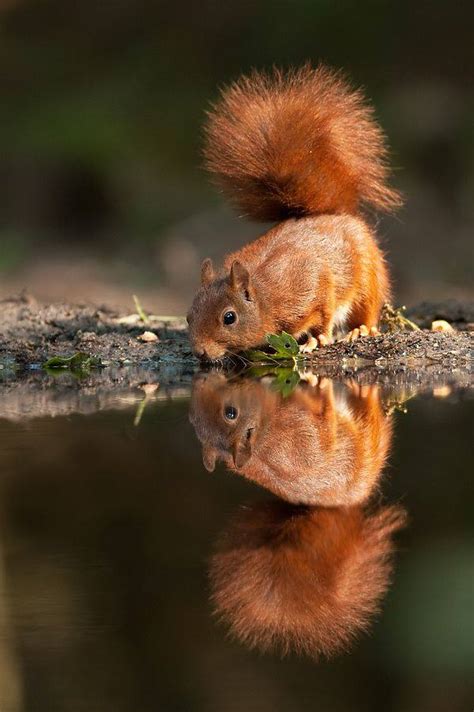 Animals Reflection in The Water - XciteFun.net