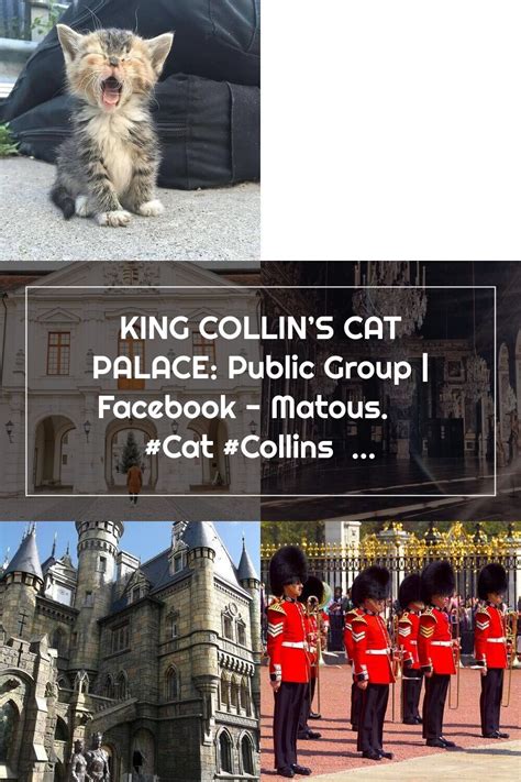 King Collins Cat Palace Public Group Facebook Matous Cat Colli