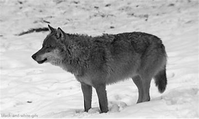 Whitewolf Wolf Hoofprint Press