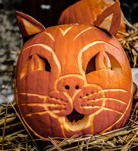 Even small amounts of fiber. 25 Cool Halloween Pumpkin Carving Ideas & Designs for 2016 ...