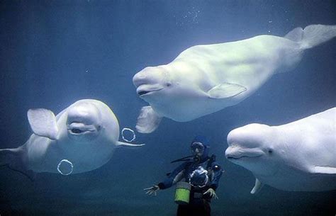 Beluga Whale Blowing Bubble Rings Smashcave Beluga Whale Whale Beluga
