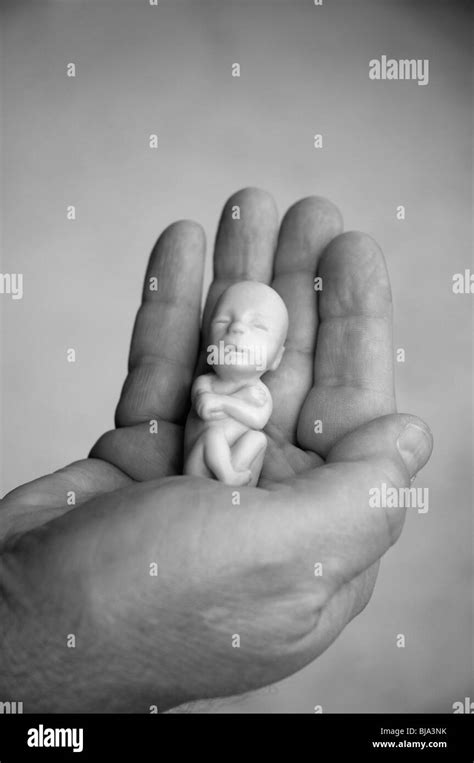Model Of 12 Week Old Fetus Held In Hand Stock Photo Alamy