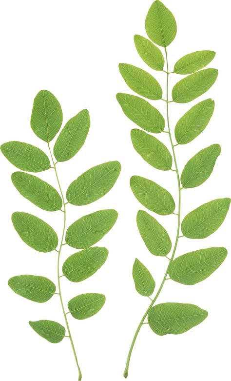 Green Leaves Png Clipart Png Mart