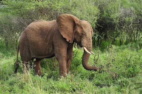 African Elephant Grazing Serengeti Photograph By Thomas Marent Fine