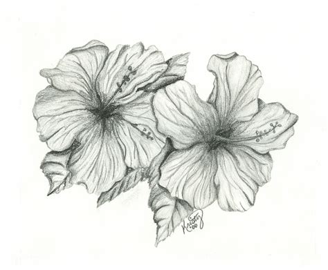 Hibiscus Flower Pencil Drawing At Explore