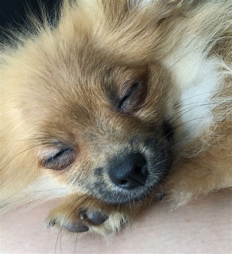 9:53 barks and woofs 62 454 просмотра. Pomeranian Puppies For Sale | Pittsburgh, PA #305915