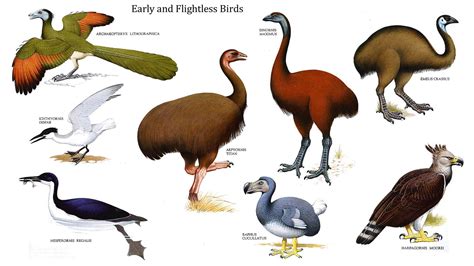 Examples Of Flightless Birds