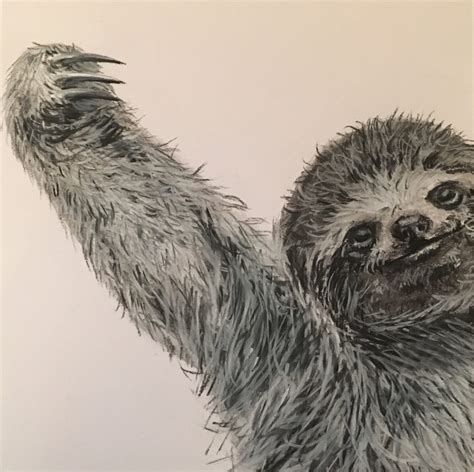 Charcoal Sloth Drawing