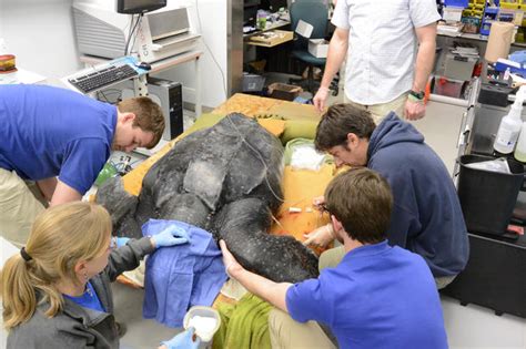 Yawkey Sea Turtle Rescue 500 Pound Leatherback Sea Turtle Rescued