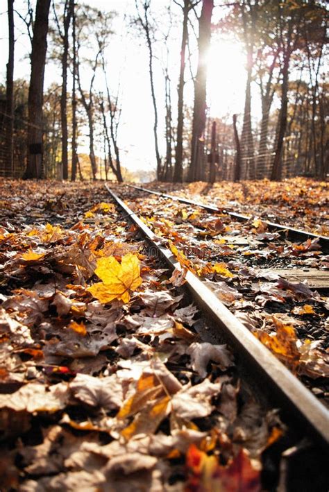 Railroad Tracks In The Woods In Autumn Stock Photo Image Of Nature