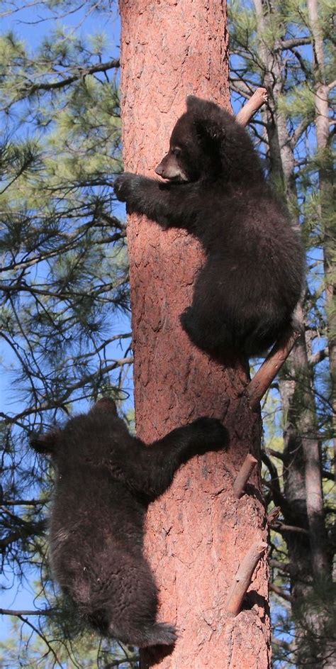 Can All Bears Climb Trees Vennie Chau
