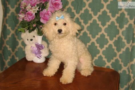 Poodle Toy Puppy For Sale Near Las Vegas Nevada 60ca00d1 C0c1