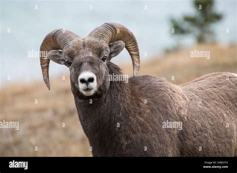 Rocky Mountain Bighorn Sheep Ram Ovis Canadensis Jasper National
