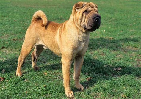 Chinese Shar Pei Dog Breed Information Dog Breeds Medium Medium Dogs