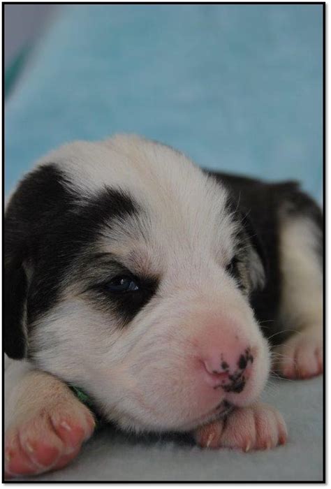 Our puppies turn 3 weeks old today, they have first teeth and start playing. CAO Alabai puppies - chrisri dogs