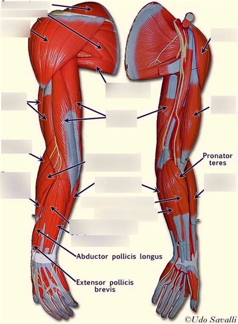 Upper Limb Muscles Diagram Quizlet