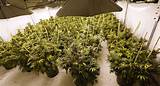 Pictures Of Marijuana Plants Growing
