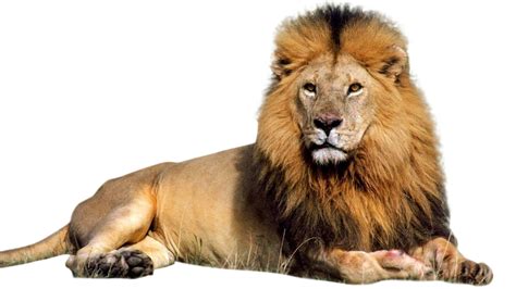 Lion Png Image With Transparent Background Png Sector Gambaran