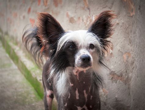 Chinese Crested Breed Information And Facts Article Insider