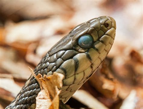 Blue Eyed Garter Snake Mike Powell