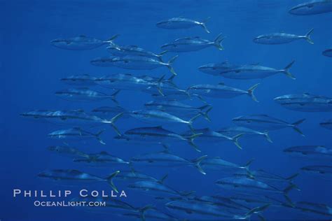 North Pacific Yellowtail Photo Stock Photograph Of A North Pacific