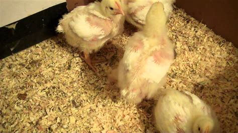 Raising Cornish Cross Meat Birds From Chicks Week 2 Youtube