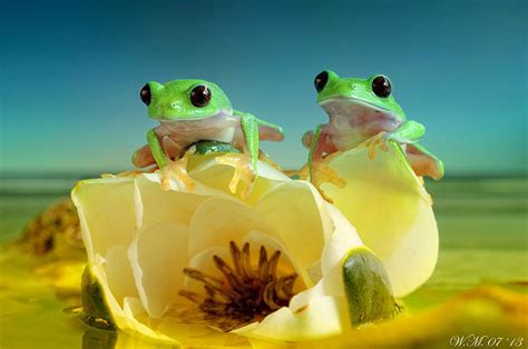 The Spellbinding World Of Frogs In Macro Photography By